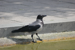 Corvus cornix
