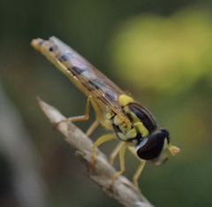 Sphaerophoria scripta