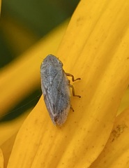 Philaenus spumarius