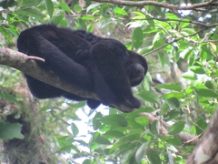 Alouatta pigra
