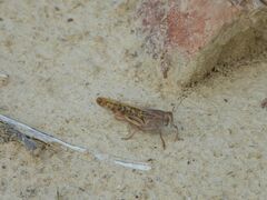 Locusta migratoria