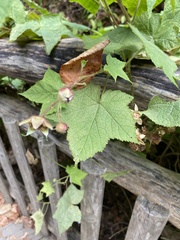 Rubus odoratus