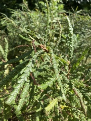 Comptonia peregrina