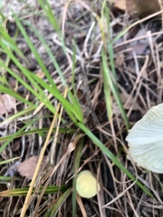 Leucocoprinus birnbaumii