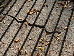 Thamnophis hammondii