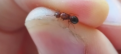 Pheidole crassicornis