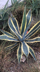 Agave americana