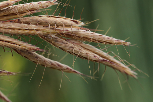Bromus lanceolatus iNat (2)