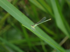 Agriocnemis pygmaea