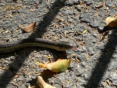 Thamnophis hammondii