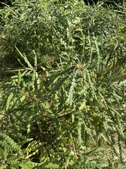 Comptonia peregrina