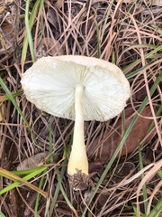 Leucocoprinus birnbaumii