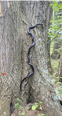 Pantherophis alleghaniensis