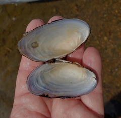 Strophitus undulatus