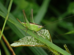 Anisoptera