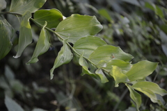 Polygonatum biflorum