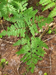 Pteridium aquilinum latiusculum