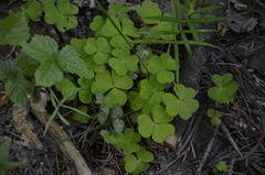Oxalis acetosella