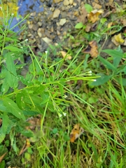 Epilobium coloratum
