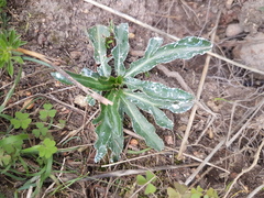 Lichtensteinia trifida