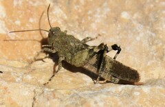 Oedipoda germanica