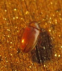 Metachroma pellucidum