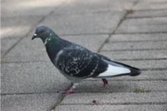 Columba livia domestica