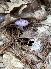Cortinarius iodes