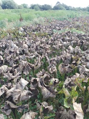Petasites spurius