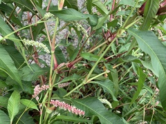 Persicaria lapathifolia
