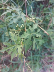 Ampelopsis glandulosa