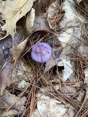 Cortinarius iodes