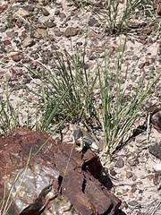 Crotaphytus collaris