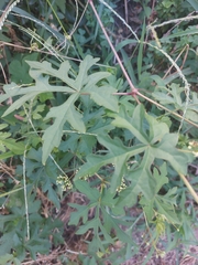 Ampelopsis glandulosa