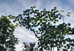 Cecropia peltata