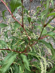 Persicaria lapathifolia