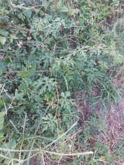 Ampelopsis glandulosa