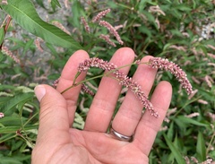 Persicaria lapathifolia