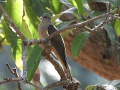 Cacomantis variolosus