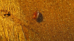 Metachroma pellucidum