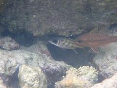 Neoniphon sammara