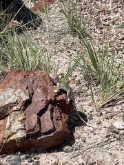Crotaphytus collaris