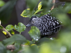 Thamnophilus doliatus