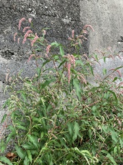 Persicaria lapathifolia