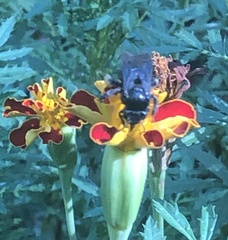 Melissodes bimaculatus