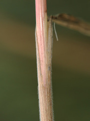 Bromus lanceolatus