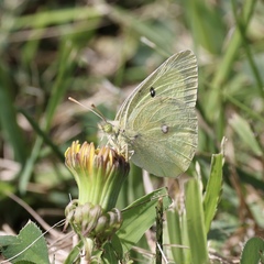 Colias philodice