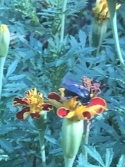 Melissodes bimaculatus