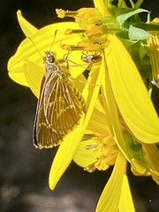 Amblyscirtes aesculapius