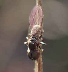 Pipunculidae
